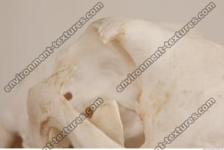 photo reference of skull 0074